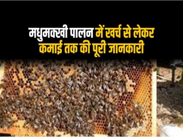 Honey bee farming in hindi